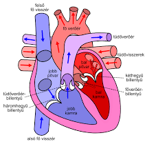 File Diagram Of The Human Heart Hu Svg Wikimedia Commons