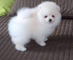 adorable teacup pomeranian puppies for