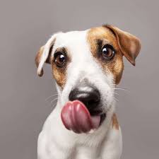 dog licking carpet behavior 3 reasons