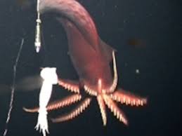 whales tell us about giant squid