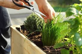 How To Start A Balcony Herb Garden