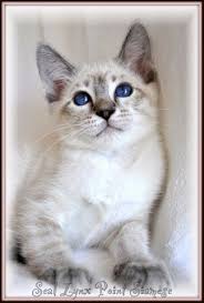 Desert lynx cats, and domestic cats have been known to interbreed, producing the kind of beautiful kittens/cats as shown in your photos. Snow Tiger Lynx Siamese Balinese Description History Tresorcats Siamese Cats Blue Point Snow Tiger Siamese Cats