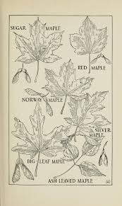 identifying maples for backyard
