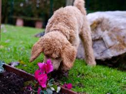 The chemicals present in bleach destroys weeds. Natural Dog Repellents For The Garden