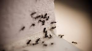 8 ways to get rid of carpenter ants