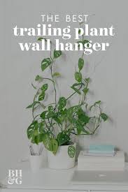 Trailing Plant Wall Hanger