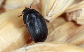 beetle identification in texas