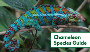 chameleon species