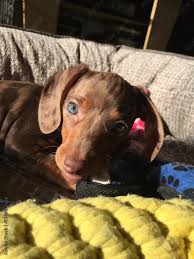 chocolate dapple dachshund puppy with
