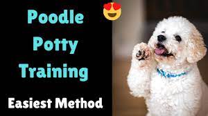 how to house train your poodle puppy