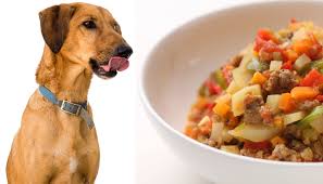 vet approved homemade dog food recipes