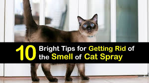 eliminate cat spray odors get cat