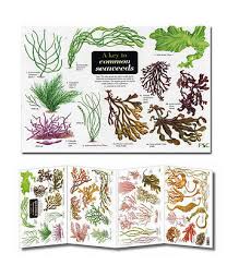 Field Guide A Key To Common Seaweeds Laminated