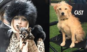 An ambitious and aspiring fashion designer, who will go on to become a notorious and dangerous criminal obsessed with dalmatian furs. All About The Dogs In Cruella Movie Paws