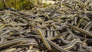 how to get rid of garter snakes safe