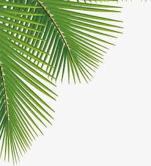 palm leaves clipart png images palm