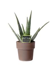 Compare prices from top rated online nurseries. Aloe Aloe Vera Plant Self Reliant And Healing Florastore