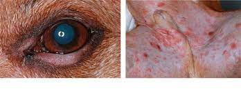 skin cancer cutaneous neoplasia the