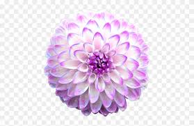 Remarkable collection of blooming flowers animated gif images. Chrysanthemums Animated Flowers Gif Png Free Transparent Png Clipart Images Download