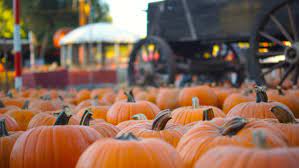 best pumpkin patches in los angeles for