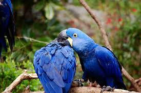 royalty free blue macaw photos free