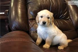 The puppies have been well socialized with children and other an… we have eight gorgeous akc golden retriever puppies. White Male Golden Retriever Puppy For Sale Near Baltimore Maryland Edd82470 8a81