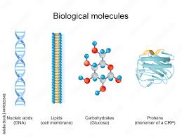 types of biological molecule