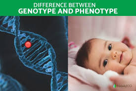 between genotype and phenotype