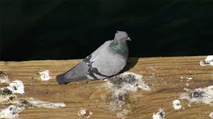 top 5 best ways to get rid of pigeons