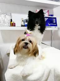 The mobile groomers will arrive near your home and get your pet groomed in their professionally equipped vans. Pets Grooming Abu Dhabi Trusted Expert Pet Groomers