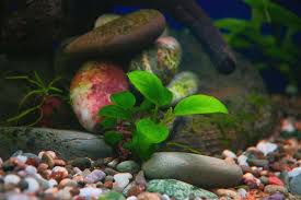 live aquarium plants you and your fish