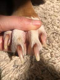 i recently noticed my dogs nails are