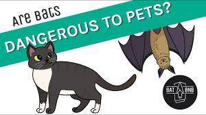are bats dangerous to pets you