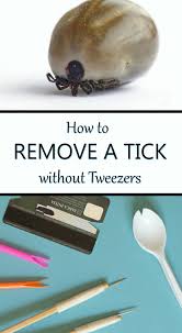how to remove a tick without tweezers
