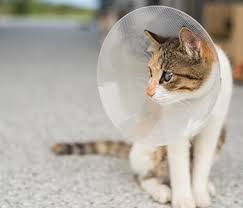 The only reason the neuter might be cheaper on an indoor cat is that they don't screen it for infectious or deadly diseases and parasites. Pet Spay Neuter Clinic St Johns Jacksonville Fl Dr Venkat Gutta