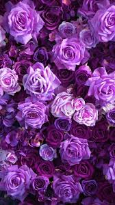 100 purple rose wallpapers