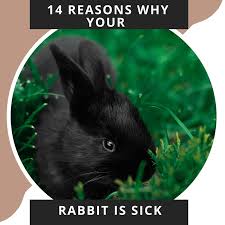 14 reasons why your bunny might be sick