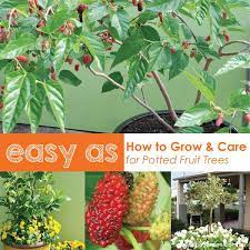 How To Grow Fruit Trees In Pots About