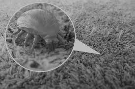 dust mite bed bug removal pest