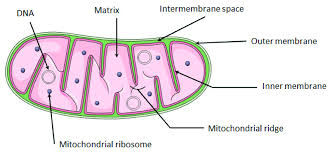 structure of mitochondria the