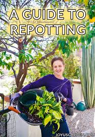 repotting plants basics beginning