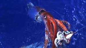 giant squid ocean giants
