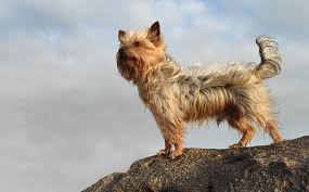 are yorkies born with tails debunking