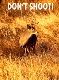 Shot Selection And Placement On Whitetail And Mule Deer