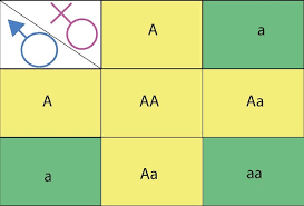 phenotypic ratio the definitive guide