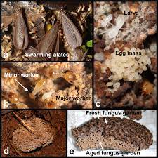 Fungus Growing Termite
