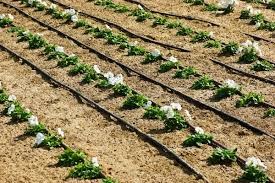 Learn About Drip Irrigation