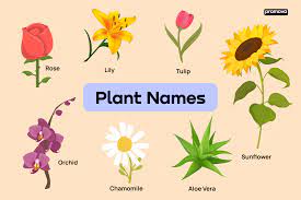 list of types of plants
