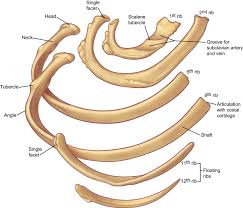 They are ribbon like, elastic bony arches and flat in shape. The Anatomy Of The Ribs And The Sternum And Their Relationship To Chest Wall Structure And Function Sciencedirect