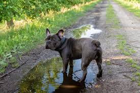 Fortunately, with a little patience, kindness and practice, your. Why Is My French Bulldog Skin Turning Black French Bulldog Breed